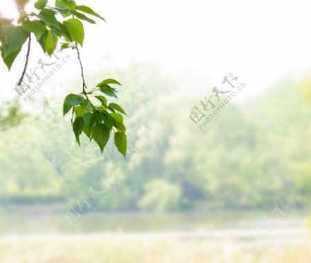 春天绿色植物叶子河岸高清摄影图