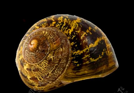 免抠图蜗牛壳