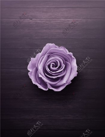 木板上的紫色玫瑰花