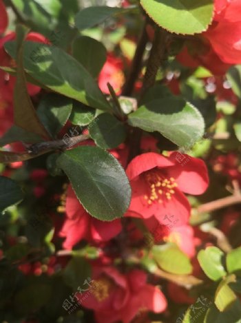 红色山茶花花朵