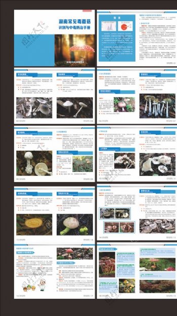 毒蘑菇识别手册