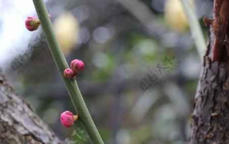 梅花腊梅唯美