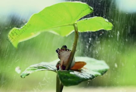 躲雨的小青蛙