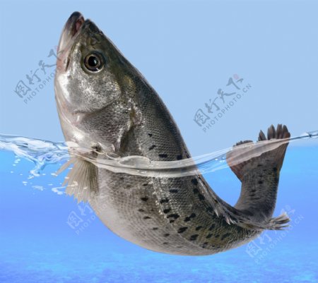 海鲈鱼