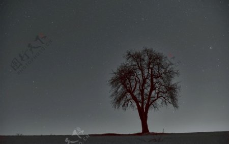星空下的树