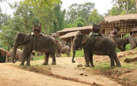 老挝旅游大象