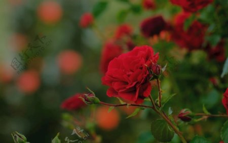 玫瑰高清花自然景色