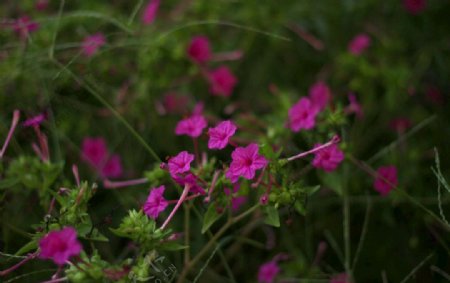 春天紫色小花