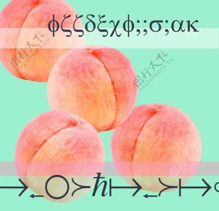 日本白桃