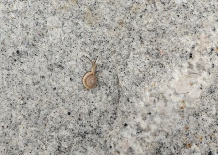 石板上的蜗牛