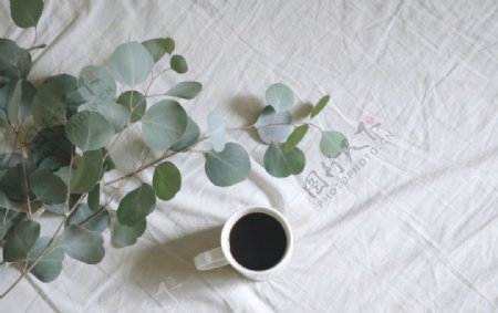 咖啡树叶