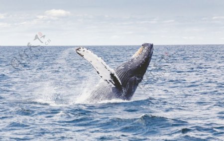 大海座头鲸
