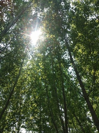 茂密树林中的一丛日光