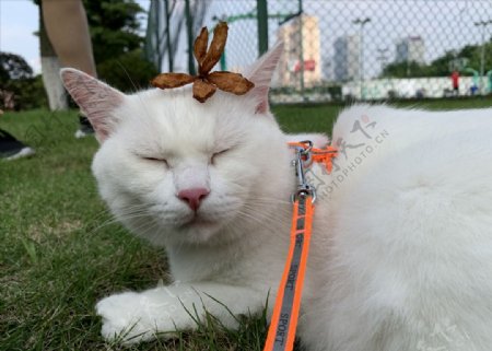 头上有花的可爱猫椰奶仔