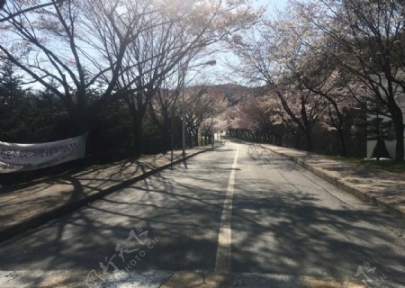樱花街道