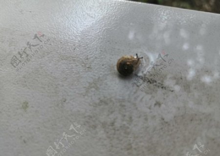 雨后水中的小蜗牛