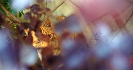 灌木丛中的橘猫