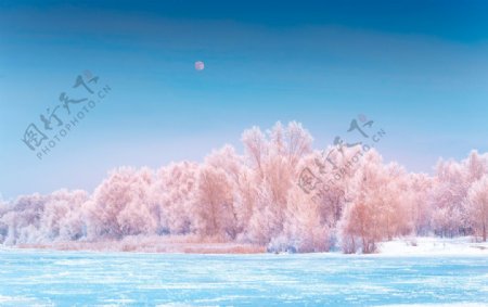 雪松美景