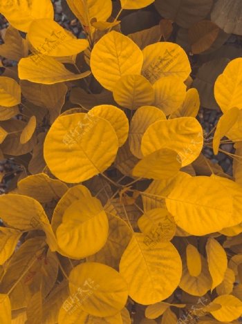 黄色叶子摄影