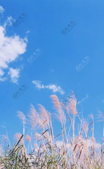 稻草蓝天白云风景