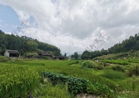 农田水稻