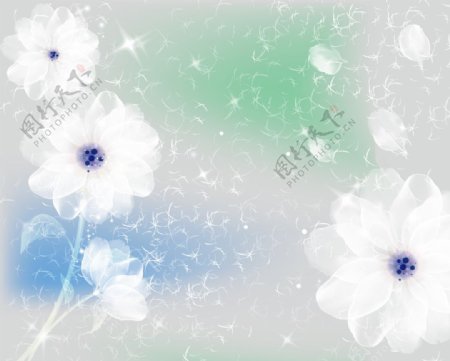 花朵透明花朵