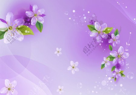 紫色梅花