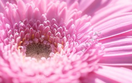 高清拍摄粉色雏菊在阳光下盛开绽