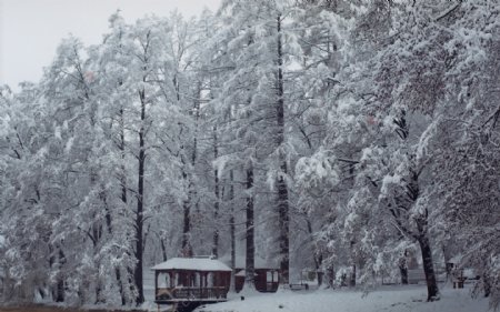 冬天森林小屋树木风景