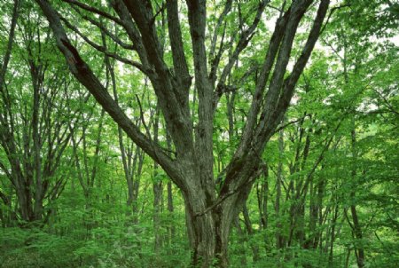 自然风景树林摄影图