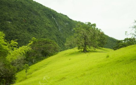 绿色的山丘