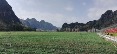 蔬菜地田野风景