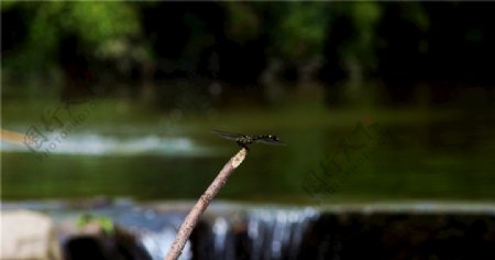 蜻蜓摄影