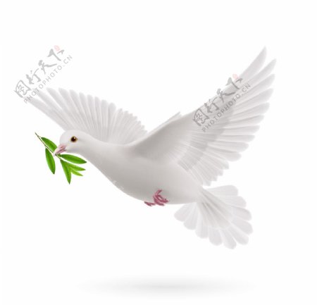 鸽子白色和平公益海报素材
