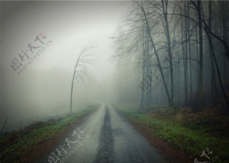 森林小道浓雾背景素材