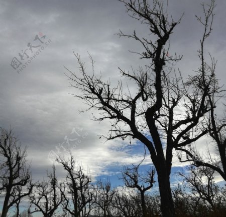 古树树枝乌云风景图片