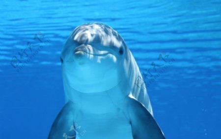 水下海豚图片