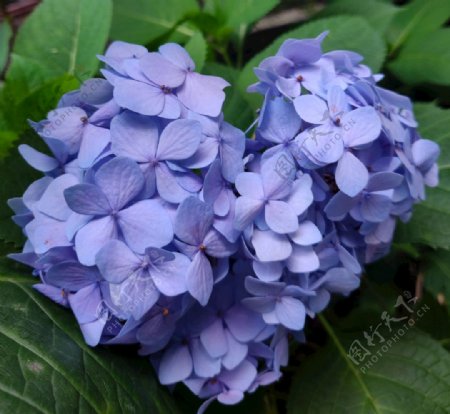 蓝紫色爱心绣球花图片
