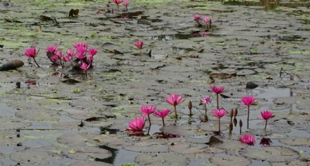 红莲花图片