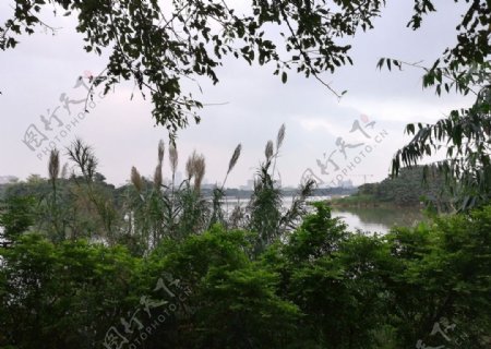 湿地芦苇花风景图片
