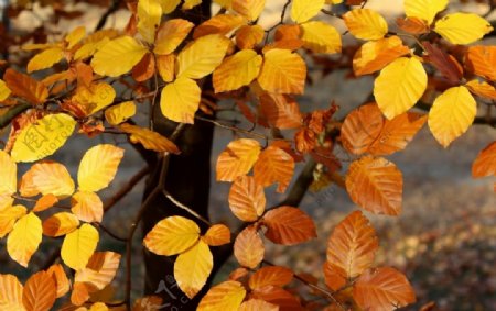 秋季金黄的山毛榉树叶图片