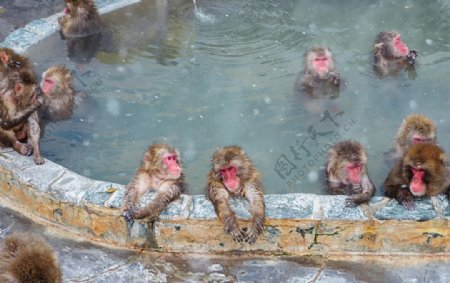 猴子温泉图片