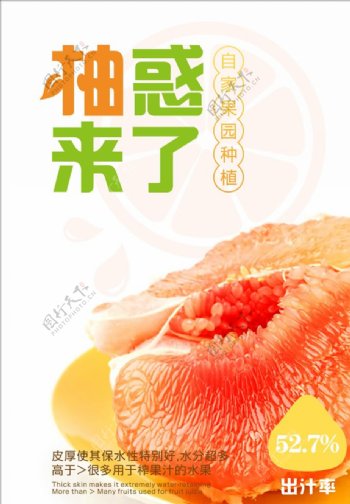 江西红肉柚图片