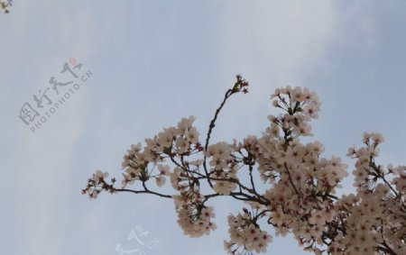 樱花花朵二月的风图片