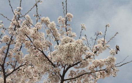 樱花丛二月的风图片