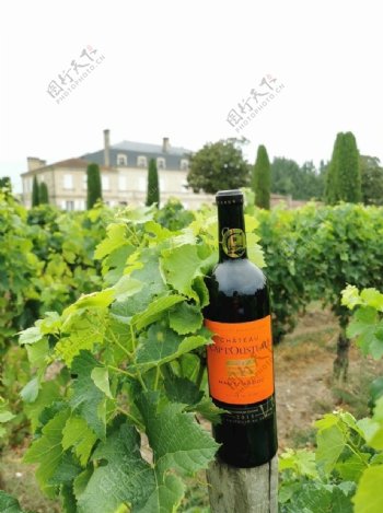 法国康曼笛葡萄酒图片