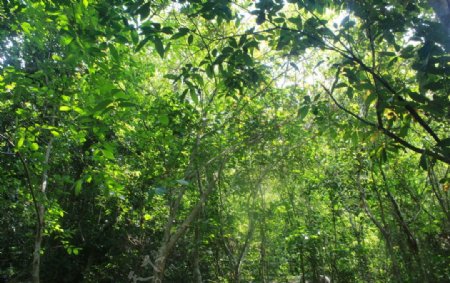 三亚雨林图片