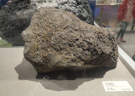珊瑚化石古生物样本骨骼化石图片