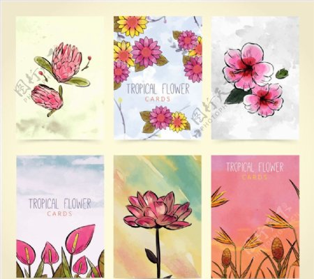 热带花卉卡片图片