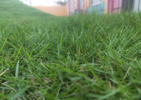 青青绿草草坪坚强的小草图片